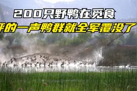 200只野鸭在觅食，只听“砰”的一声巨响，鸭群就“全军覆没”了视频封面