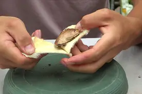 芒果核繁殖，用这个方法冒芽最快视频封面