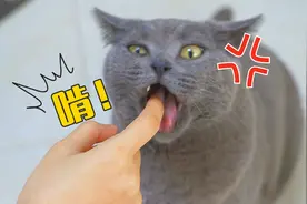 在猫面前表演吃空气，被猫一口咬手指，让你耍猫！