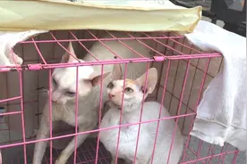 狗市出现两只柯尼斯卷毛猫，路人说这是德文要真是柯尼斯值大价钱视频封面