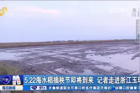让亿亩荒滩变良田！浙江玉环海水稻试种成功，首年亩产超500公斤视频封面