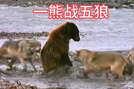 灰熊战斗力爆棚，不惧一挑五激战狼群，一场抢夺大战视频封面