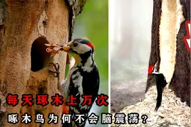 每天啄木上万次的啄木鸟，不会脑震荡吗？啄木鸟会导致树木枯死？视频封面