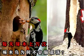 每天啄木上万次的啄木鸟，不会脑震荡吗？啄木鸟会导致树木枯死？视频封面