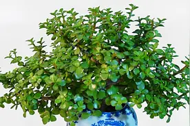 养金枝玉叶，注意浇水小技巧，再也不掉叶，长得枝繁叶茂又漂亮视频封面