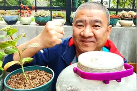 家庭养花种菜，招小黑飞怎么办？不打药！两个妙招对付害虫。