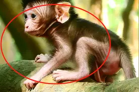 刚出生几天的小猴会走路了，真是太棒了视频封面