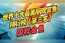 世界十大最美丽观赏鱼排行榜（第三 名）：金鱼~