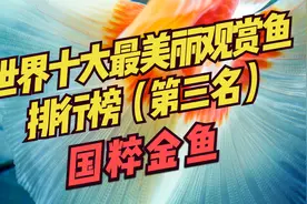 世界十大最美丽观赏鱼排行榜（第三 名）：金鱼~
