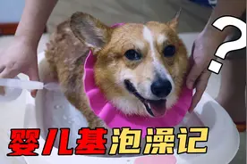 狗狗成精了， 听主人叫它洗澡后，狗子竟然主动进厕所还帮关门？视频封面