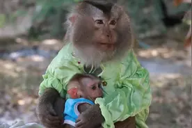 男子拿来美食给猴子们吃，接下来的场面让人无法控制视频封面