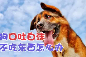 狗狗口吐白沫还不吃东西怎么办视频封面