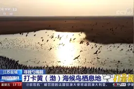 风光旖旎！一起来打卡江苏盐城黄（渤）海候鸟栖息地视频封面