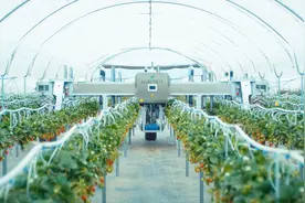 农机黑科技：德国AGROBOT草莓采摘机，自动识别成熟果实视频封面