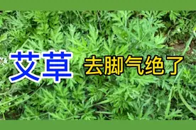 艾草去脚气脚臭太绝了！！真好用，都断根啦