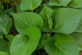 农村新品种黄金红薯，亩产万斤不是梦，赶紧看看视频封面