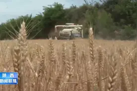 潼关富平小麦陆续开“机”收割视频封面