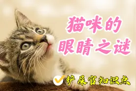 猫是色盲吗？猫是近视吗？猫咪的眼睛之谜全解答