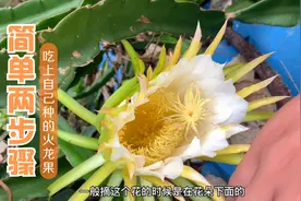 为什么我种的火龙果不结果？简单两步轻松让你吃上自己种的火龙果