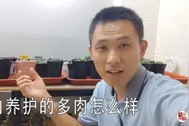 室内阳台能养多肉植物吗？用不用加补光灯？看看刚哥试验结果！视频封面