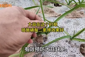 大蒜在这几个时期，喷施磷酸二氢钾，增产最显著视频封面