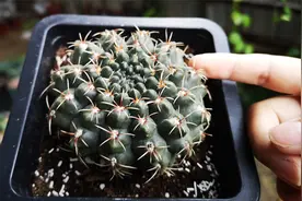 什么时候适合给仙人球换盆？换盆时需要注意什么？看完明白了视频封面