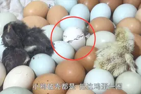 鸡蛋21天变小鸡，实拍小鸡破壳过程，出来那瞬间看着真过瘾！视频封面