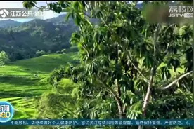 极度濒危植物！“壮丽含笑”现身云南哈尼梯田，全省仅发现4株视频封面