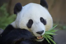 为什么大熊猫保护了59年仍然处于濒危状态视频封面