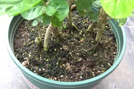 茉莉花盆内有爬虫？防治方法告诉你，希望对大家有帮助视频封面