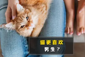 揭秘：猫咪更喜欢男生的原因视频封面