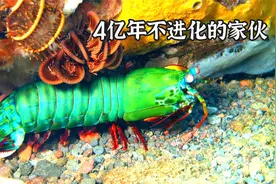 4亿年不进化的皮皮虾，竟然如此神奇