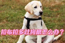拉布拉多吐狗粮怎么办？视频封面
