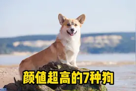 颜值超高的7种狗，柯基上榜！