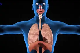 3D动画演示：呼吸系统视频封面