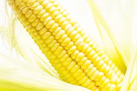 世界上最大的玉米有1米长，小孩搬不动！