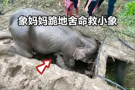 大象跪在深坑五天五夜，不惜舍弃生命，营救自己的孩子视频封面