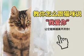 教你怎么跟猫咪说“我爱你”，让它离不开你！@它它们的那些事儿