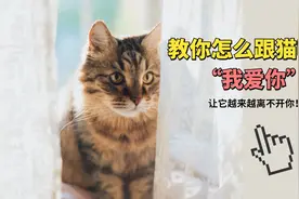 教你怎么跟猫咪说“我爱你”，让它离不开你！@它它们的那些事儿