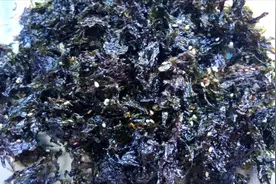 只花一分多钟，教你最简单的紫菜变海苔的方法，学会了不用出门买视频封面