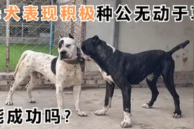 母犬发情后表现积极，但是种公却无动于衷，这次能成功吗？视频封面