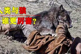 人类赤手空拳制服野狼，这是真的吗？人与狼谁更厉害？