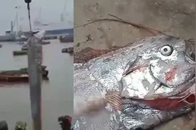 智利渔民捕到近5米长“巨无霸”皇带鱼 体型巨大被起重机吊上岸视频封面