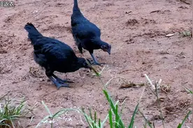 小伙看电影白酒泡米喂鸡，今天特意实验一下鸡会醉不？