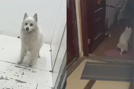 江苏一小白狗被主人忘楼下，引路人帮其按电梯，逐层查看找到家