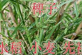 古老的粮食植物稗子，是水稻与小麦的祖先，农民常当杂草除掉视频封面