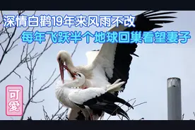 一个真实的白鹳温暖爱情故事，无论多远的距离终究会输给爱情！视频封面