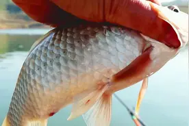 用蚯蚓钓鱼还是这种鱼钩好，既好挂钩又不跑鱼，三小时能钓几十条视频封面