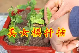 扦插美女樱“新方法”，“动动手”插一棵活一棵，根系发达！视频封面