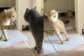 猫咪和同伴吵架把自己气晕，嚎叫到一半缺氧昏厥倒地，后续笑喷了视频封面